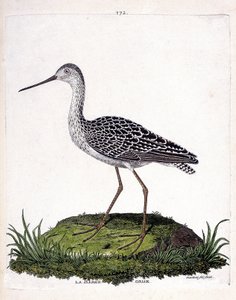 Zoologische kaart (ornithologie): grijze barge (rode barge of limosa lapponica). Illustratie in 