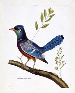 Zoologische kaart (ornithologie): mannelijke siamese gaai (blauwe gaai of cyanocitta cristata) op een tak. Illustratie in 