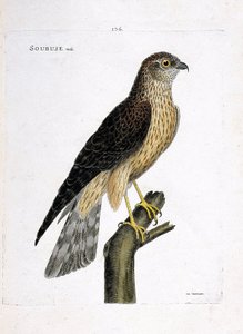 Zoologische kaart (ornithologie): mannelijke soubuse (busard saint martin of circus cyaneus) op een tak. Illustratie in “De Geschiedenis van de Vogels, Geschilderd in Hun Verschijnende en Gevoelige Aspecten” door Francois Nicolas Martinet (1731-1800). Priv door Francois Nicolas Martinet