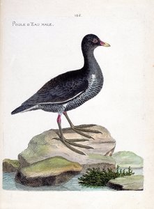 Zoologische kaart (ornithologie): mannelijke waterhoen (gallinula chloropus). Illustratie in 