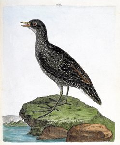 Zoologische kaart (ornithologie): marouette (vlek marouette of porzana porzana). Illustratie in "De Geschiedenis van de Vogels, Geschilderd in Hun Verschijning en Gevoelige Aspecten" door Francois Nicolas Martinet (1731-1800). Privécollectie.