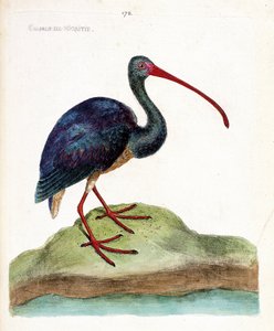 Zoologische kaart (ornithologie): nigritie