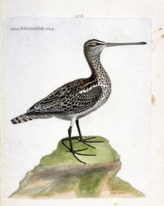 Zoologische kaart (ornithologie): oude mannelijke becassine (moeras becassine of gallinago gallinago). Illustratie in “De Geschiedenis van de Vogels, Geschilderd in Hun Verschijnende en Gevoelige Aspecten” door Francois Nicolas Martinet (1731-1800). Privéc door Francois Nicolas Martinet
