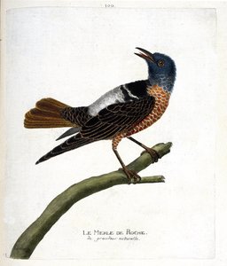 Zoologische kaart (ornithologie): rotsmerel (rotsmerel of monticola saxatilis). Illustratie in 