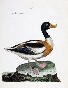Zoologische kaart (ornithologie): tadorne (tadorne de belon of tadorna tadorna). Illustratie in 