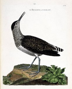 Zoologische kaart (ornithologie): de witgat (tringa ochropus). Illustratie in 