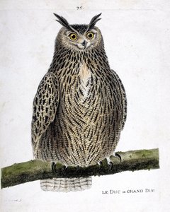 Zoologische kaart (ornithologie): de hertog of grote hertog (grote hertog of bubo bubo) op een tak. Illustratie in “De Geschiedenis van de Vogels, Geschilderd in Hun Verschijnende en Gevoelige Aspecten” door Francois Nicolas Martinet (1731-1800). Privécoll door Francois Nicolas Martinet