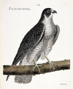 Zoologische kaart (ornithologie): de valk komt uit of valk uit (pelgrimsvalk of falco peregrinus) op een tak. Illustratie in “De Geschiedenis van de Vogels, Geschilderd in Hun Verschijnende en Gevoelige Aspecten” door Francois Nicolas Martinet (1731-1800). door Francois Nicolas Martinet