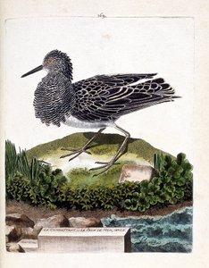 Zoologische kaart (ornithologie): de vechter of de mannelijke zee pauw (vechter varieert of philomachus pugnax). Illustratie in 