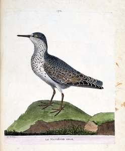 Zoologische kaart (ornithologie): de paarse strandloper (paarse strandloper of calidris maritima). Illustratie in 
