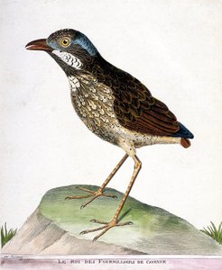 Zoologische kaart (ornithologie): de koning van de vierduizend van Cayenne (grallaire koning of grallaria varia). Illustratie in 