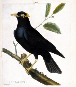 Zoologische kaart (ornithologie): de mainate (religieuze mainate of gracula religiosa) op een tak. Illustratie in “De Geschiedenis van de Vogels, Geschilderd in Hun Verschijnende en Gevoelige Aspecten” door Francois Nicolas Martinet (1731-1800). Privécolle
