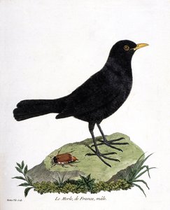 Zoologische kaart (ornithologie): de mannelijke merel (zwarte merel of turdus merula). Illustratie in “De Geschiedenis van de Vogels, Geschilderd in Hun Verschijnende en Gevoelige Aspecten” door Francois Nicolas Martinet (1731-1800). Privécollectie.
