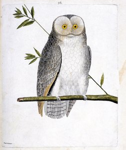 Zoologische kaart (ornithologie): de uil (kerkuil of Tyto Alba) op een tak. Illustratie in “De Geschiedenis van de Vogels, Geschilderd in Hun Verschijnende en Gevoelige Aspecten” door Francois Nicolas Martinet (1731-1800). Privécollectie. door Francois Nicolas Martinet