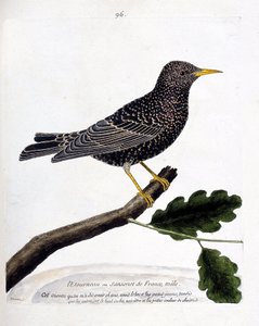 Zoologische kaart (ornithologie): de spreeuw (spreeuw of sturnus vulgaris) op een tak. Illustratie in 