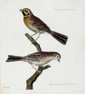 Zoologische kaart (ornithologie): van boven naar beneden: Mannelijke en vrouwelijke Haagse Mussen (zizi of emberiza cirlus) op een tak. Illustratie in “De Geschiedenis van de Vogels, Geschilderd in Hun Verschijnende en Gevoelige Aspecten” door Francois Nic door Francois Nicolas Martinet