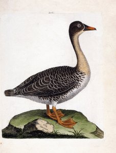 Zoologische kaart (ornithologie): wilde gans (anser fabalis). Illustratie in 