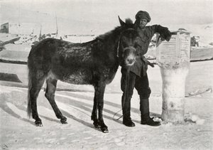 Gran met muilezel Lal Khan, ca. 1911, 1913 door Frank Debenham