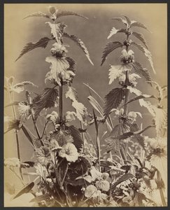 [Bloemenstudie].
