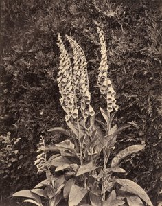 Vingerhoedskruid, ca. 1860s