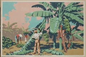 Bananen Snijden in Jamaica