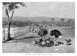 Struisvogelboerderij nabij Port Augusta, Zuid-Australië, 1886 door Frank P. Mahony