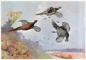 Hoge Fazanten, illustratie uit 