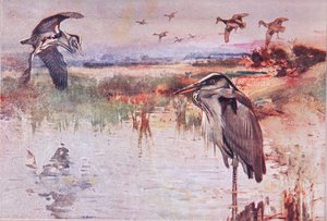 De reiger, illustratie uit Wild Nature & Country Life gepubliceerd door Hodder & Stoughton, ca. 1910