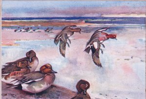 Wilde eenden, illustratie uit Wild Nature & Country Life gepubliceerd door Hodder & Stoughton, ca. 1910 door Frank Southgate