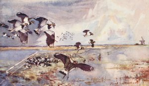 Wild leven in Oost-Anglia: Plover-Netting