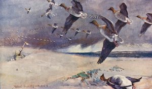 Wild Life in East Anglia: Wild-Goose Shooting
