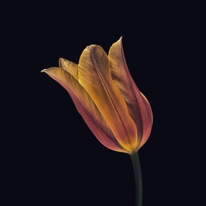 Gloeiende oranje tulp door Frank Ulrich Gandenberger