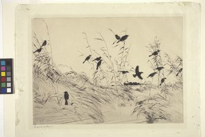 Merels en riet