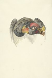 Kop van een koningsgier (Sarcoramphus papa) door François Levaillant (circle of)