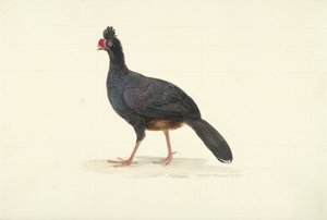 Zwarte loopvogel met korte dikke rode snavel door François Levaillant (circle of)