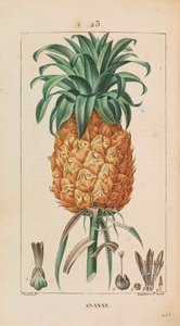 Ananas. Flore médicale, 1814-1820
