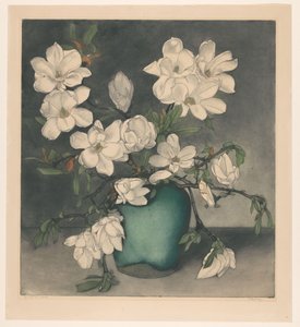 Magnoliatakken