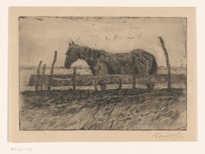 Paard