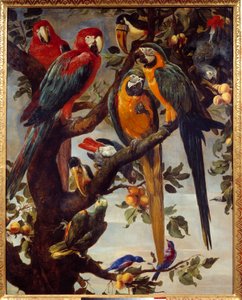 Papegaaien en andere vogels