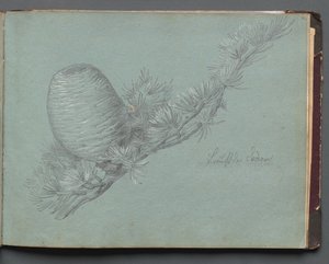 Album met uitzichten van Rome en omgeving, landschapsstudies, pagina 49a: Studie van een groenblijvende tak met dennenappel door Franz Johann Heinrich Nadorp