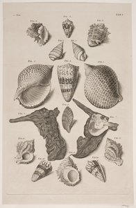 Planche met Schelpen. Planche 1. door Franz Michael Regenfus