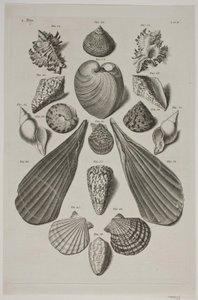 Planche met schelpen. Planche 4 door Franz Michael Regenfus