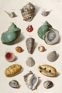Verschillende schelpen door Franz Michael Regenfus