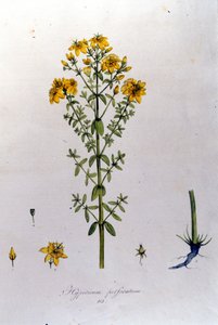 Het hypericum of Sint-Janskruid uit F. De Paola De Schrank
