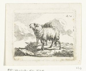 Twee staande schapen