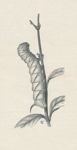 Volgroeide Rups van de Ligusterpijlstaart, c1900, 1910 door Fred Enock