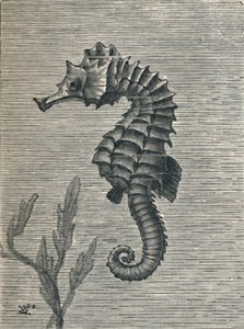 Het zeepaard, onvermomd, rustig zwemmend, ca. 1900-1910