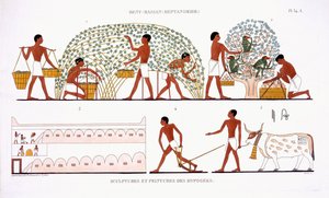 Fruit plukken, uit een zeldzaam verslag van fresco