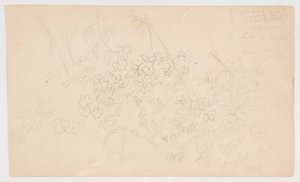 Botanische schetsen door Frederic Edwin Church
