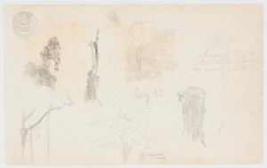 Botanische Schetsen uit Colombia: Bamboebomen, Stammen en Details door Frederic Edwin Church